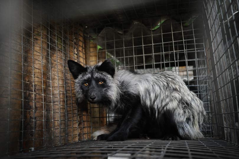 #WhatTheFur Crea conciencia sobre pieles con falsa etiqueta #WhatTheFur Crea conciencia sobre pieles con falsa etiqueta