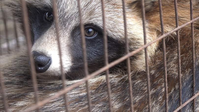 #WhatTheFur Crea conciencia sobre pieles con falsa etiqueta #WhatTheFur Crea conciencia sobre pieles con falsa etiqueta