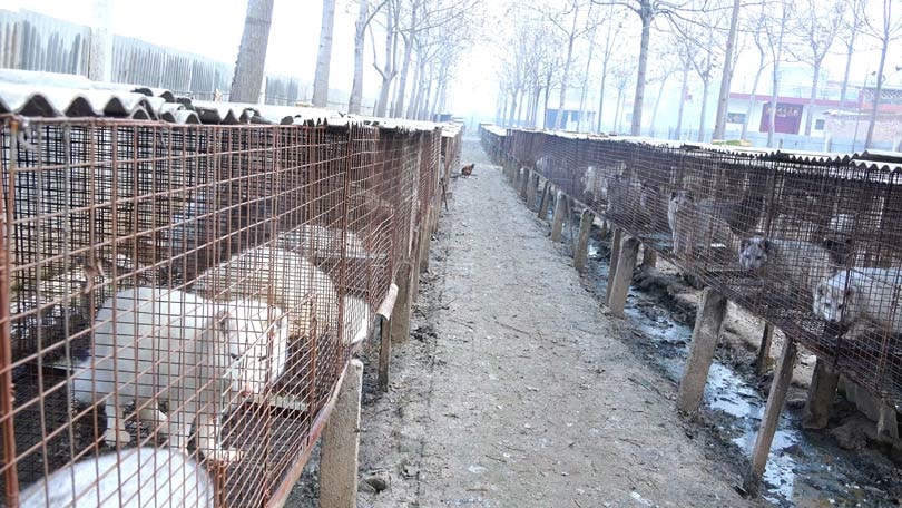 #WhatTheFur Crea conciencia sobre pieles con falsa etiqueta #WhatTheFur Crea conciencia sobre pieles con falsa etiqueta