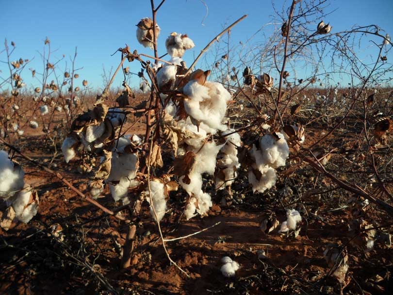 Tóxicos textiles: El poliéster en la moda y sus efectos Tóxicos textiles: El poliéster en la moda y sus efectos