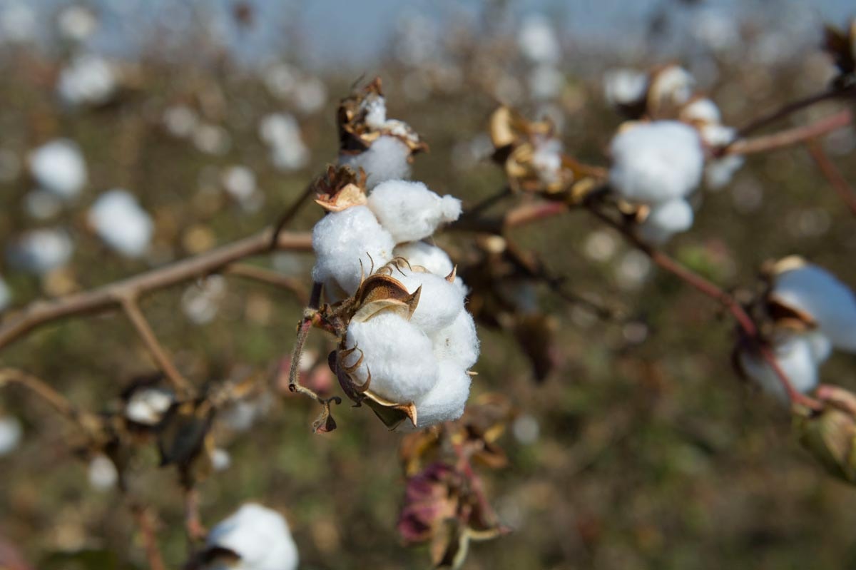 Primark lleva a China su programa de algodón sostenible Primark lleva a China su programa de algodón sostenible
