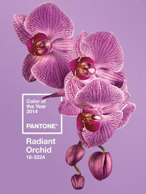 Orquídea Radiante: el color de moda del 2014 Orquídea Radiante: el color de moda del 2014